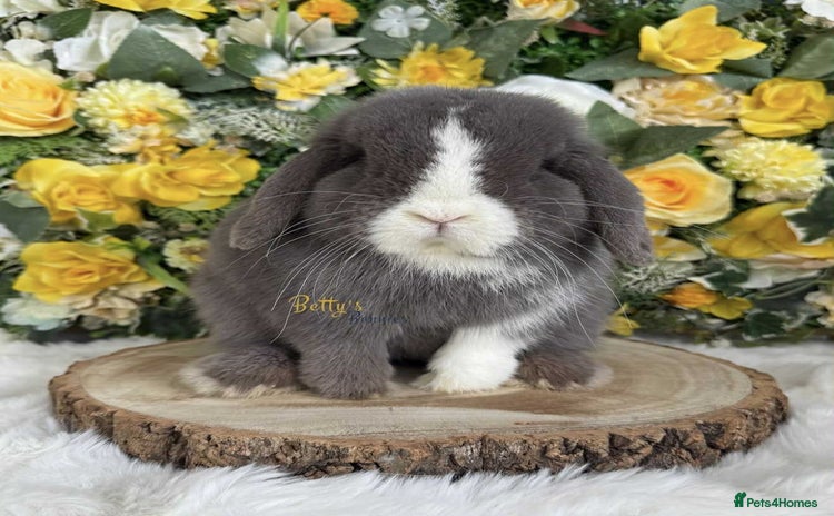 Mini Lop rabbits - Advert 2