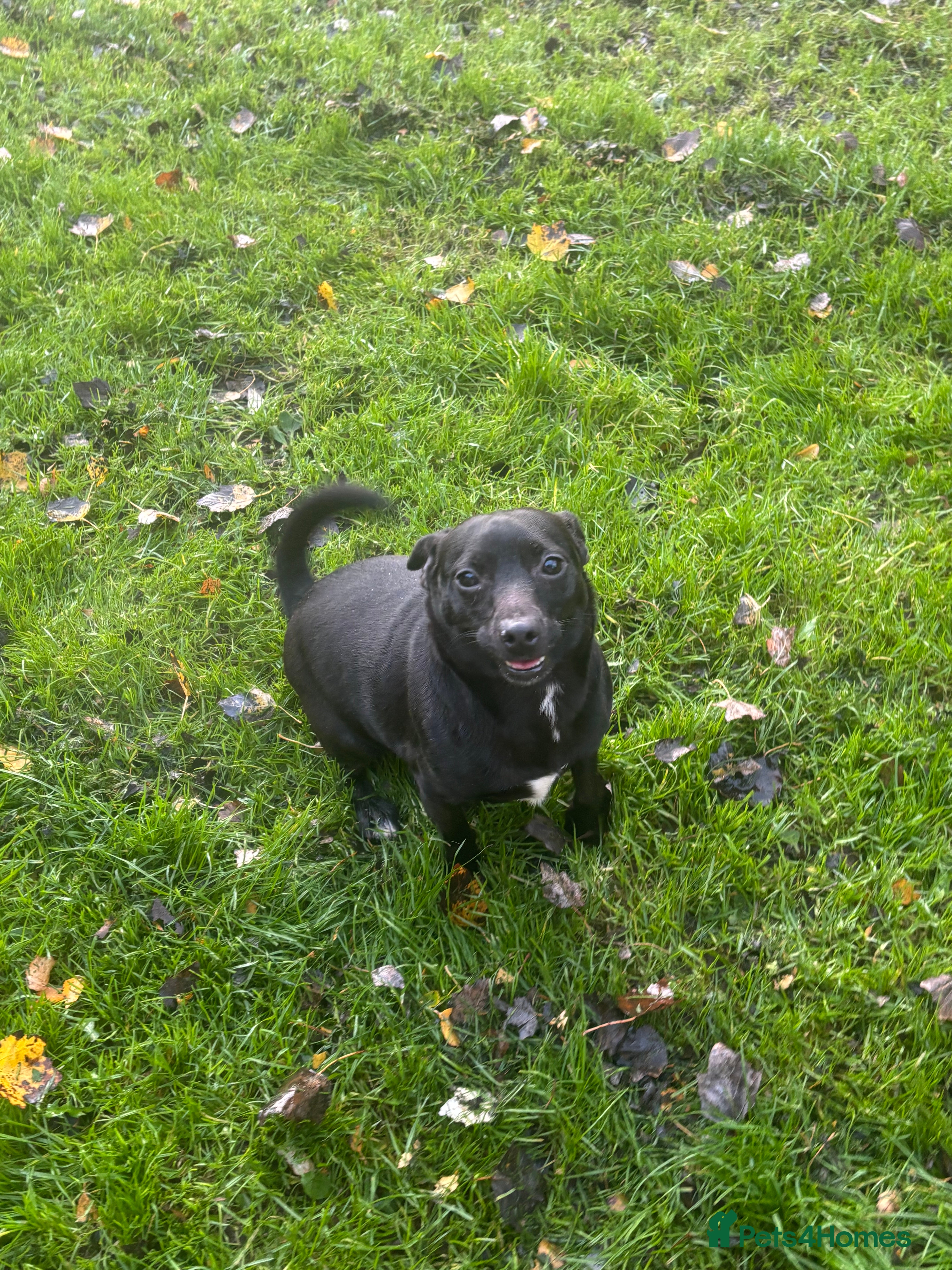 Jack Russell dogs Beautiful Jack Russell  - Advert 15