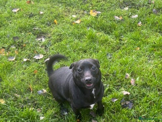 Jack Russell dogs - Advert 14