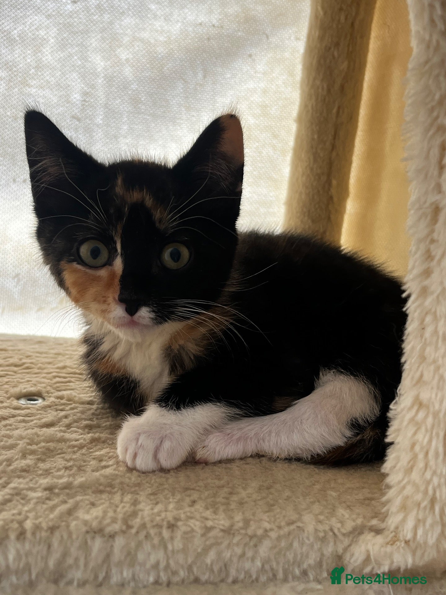 Domestic Shorthair cats Free tortishell kitten  - Advert 6