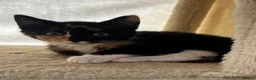 Domestic Shorthair cats for sale: Free tortishell kitten  - Advert 1