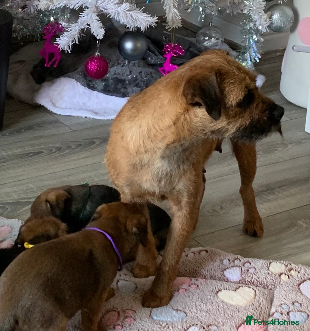Border Terrier dogs for sale: Healthy Companions KC registered  - Advert 18