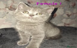 British Shorthair cats for sale: British shorthair kittens - Image 10