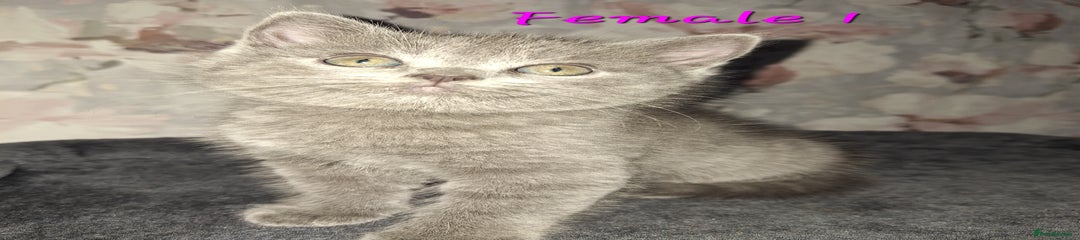 British Shorthair Kitten 4