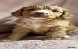 Cockapoo dogs for sale: Rare F1 apricot/ red fox DNA PRCD-PRA clear - Image 12