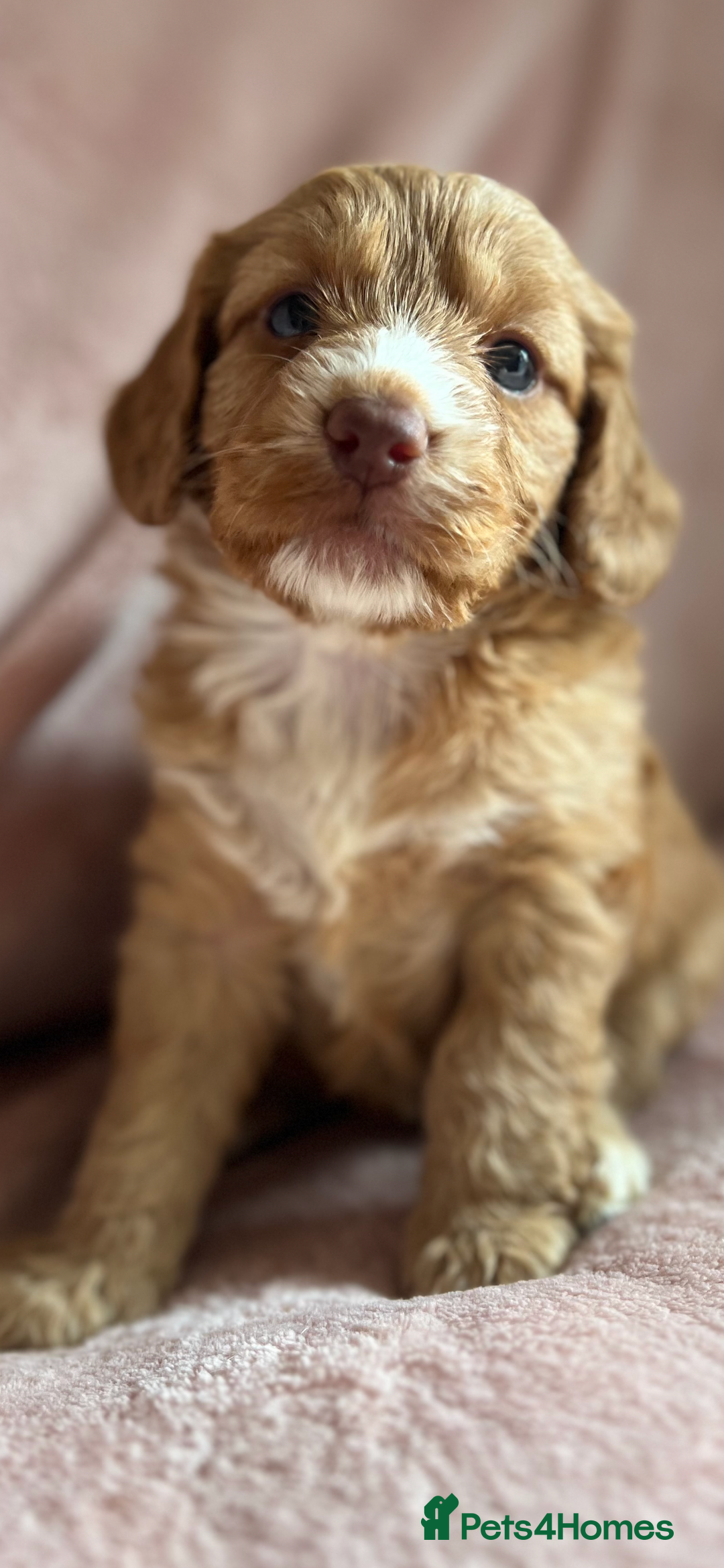 Cockapoo dogs for sale: Rare F1 apricot/ red fox DNA PRCD-PRA clear - Image 12