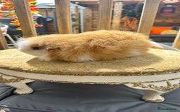 Guinea Pig rodents for sale: Swiss boar / Peruvian boar  in Wickford - Image 10