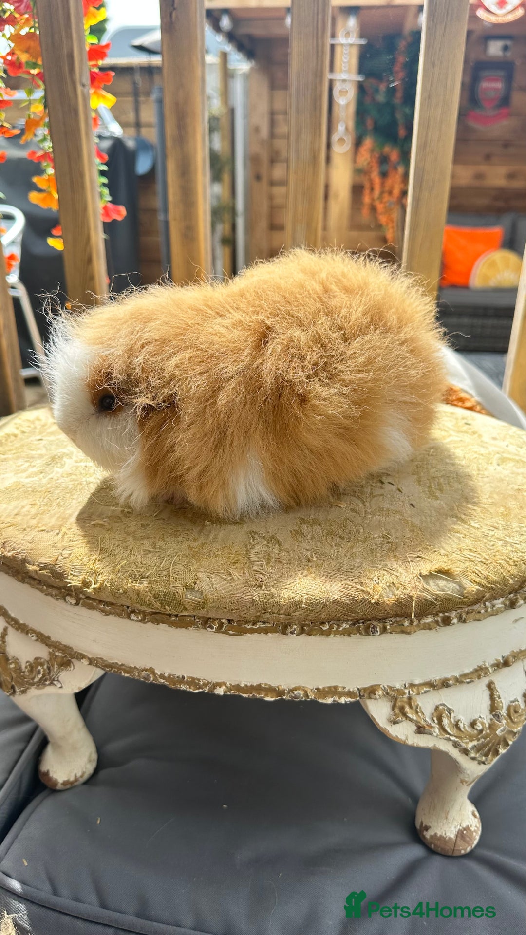 Guinea Pig rodents for sale: Swiss boar / Peruvian boar  in Wickford - Image 10
