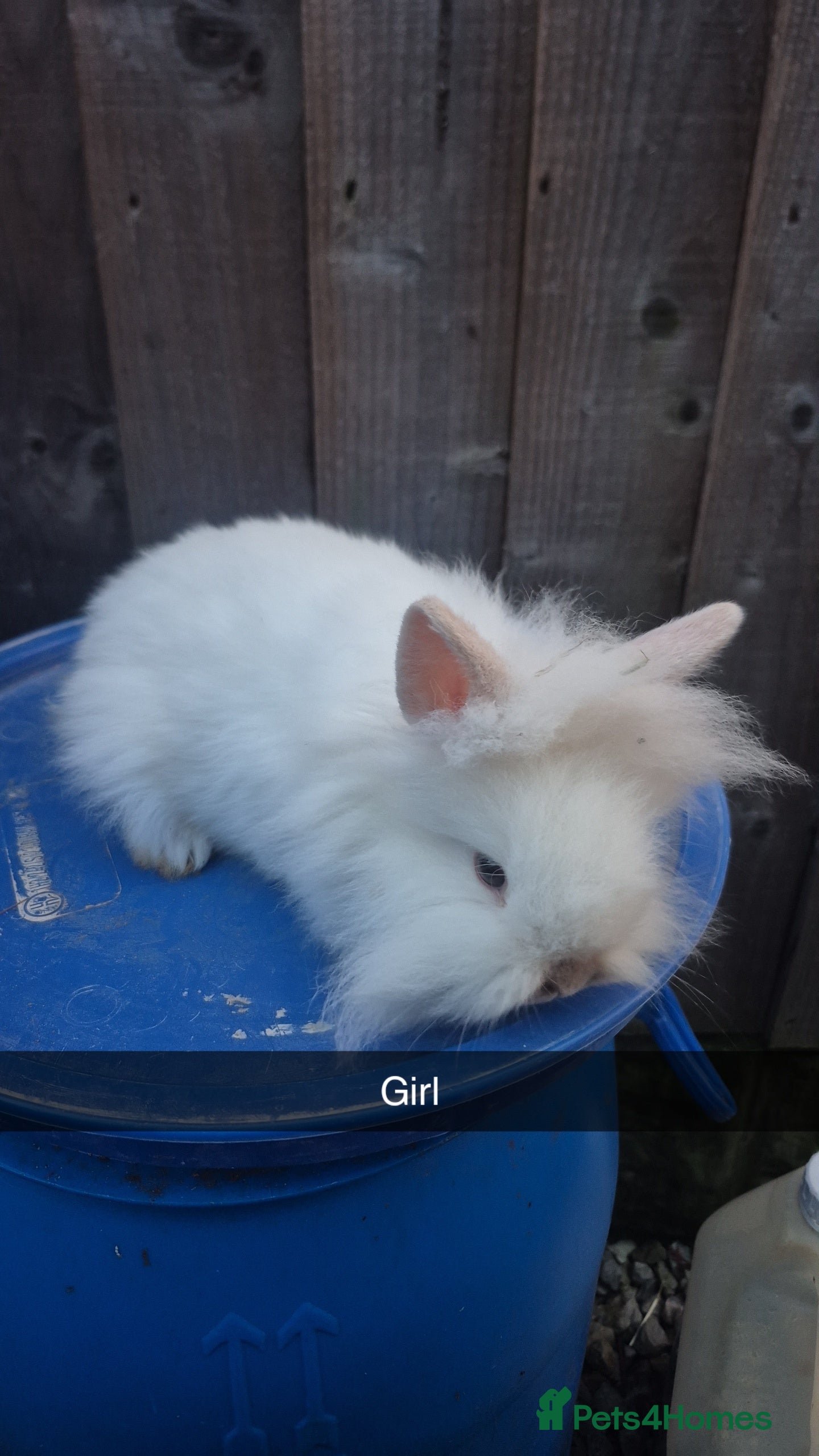 Lionhead rabbits Lionhead Baby Rabbits 8 weeks (Friendly) - Advert 3