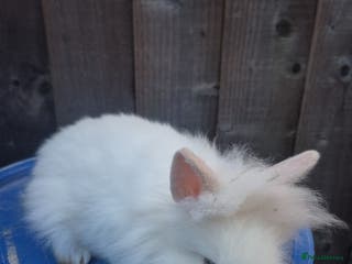 Lionhead rabbits Lionhead Baby Rabbits 8 weeks (Friendly) - Advert 5