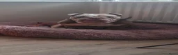 English Bulldog dogs for sale: English bulldog  - Advert 4