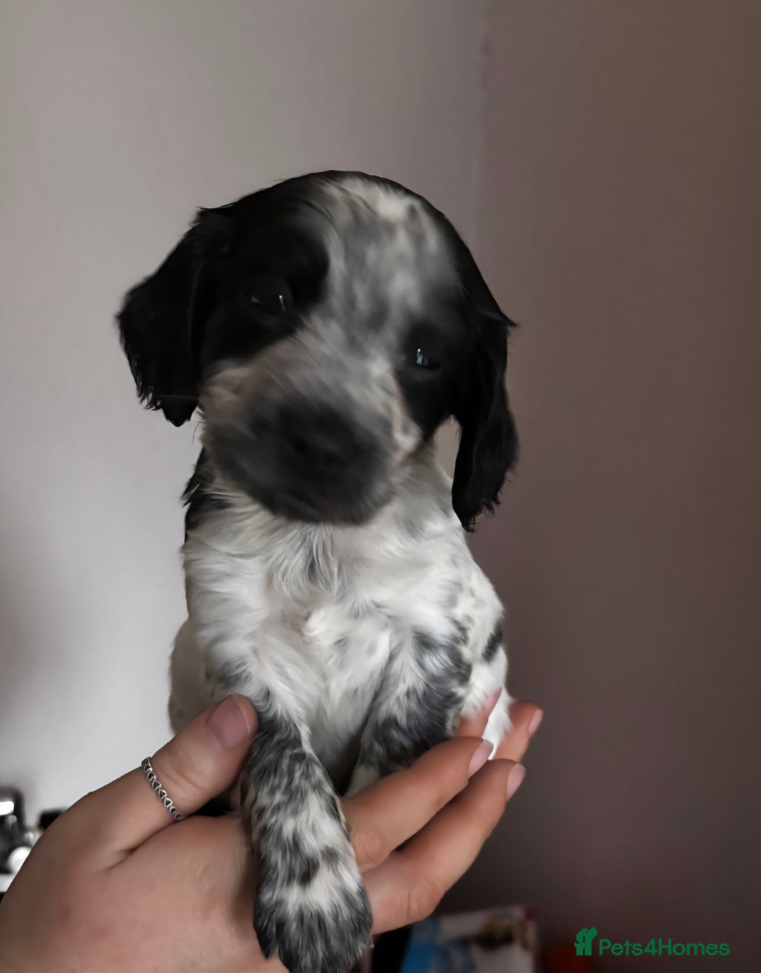 Cocker Spaniel dogs for sale: Working coker spaniel puppies - Advert 9