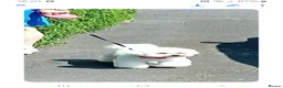 Bichon Frise dogs for sale: Bichon Frise 2 boys and 4 girls - Advert 2