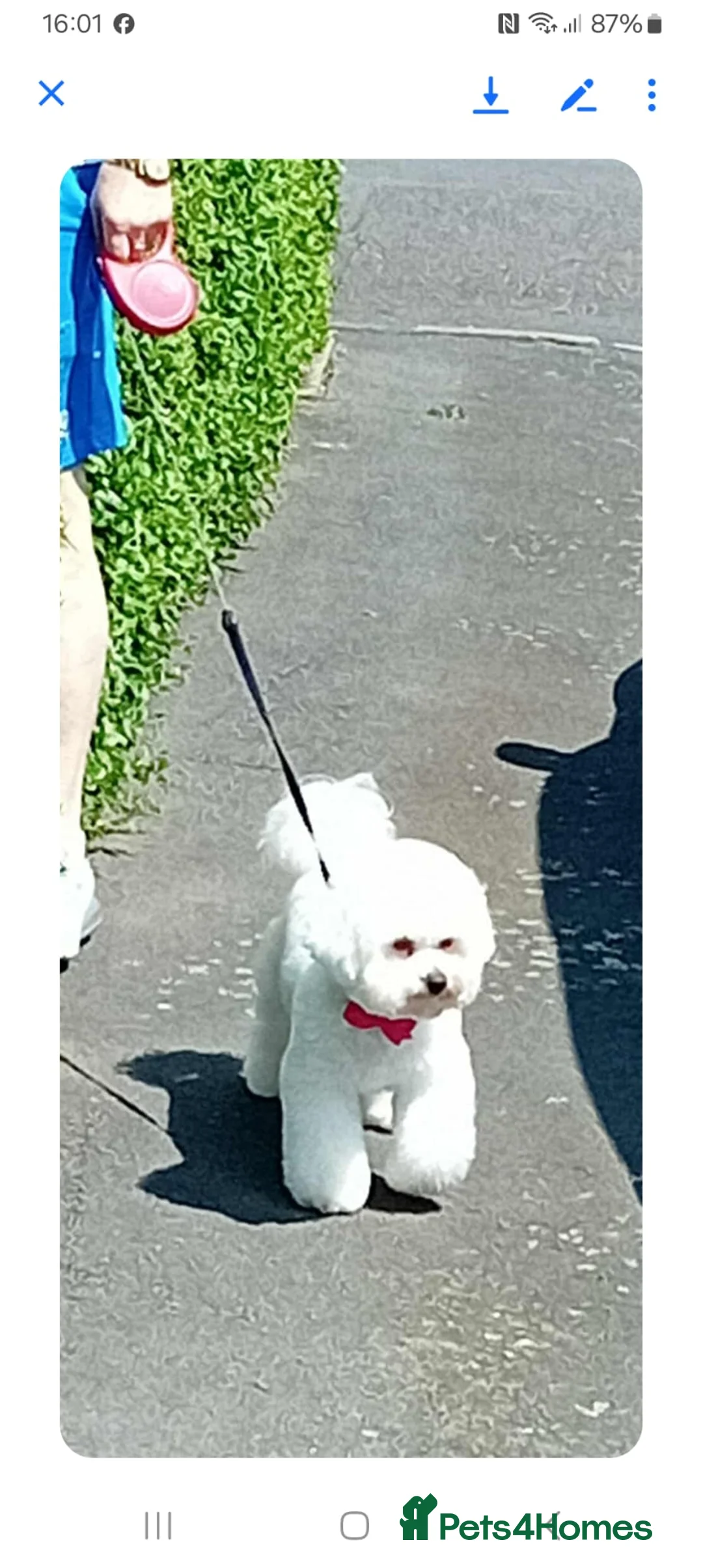 Bichon Frise dogs for sale: Bichon Frise 2 boys and 4 girls - Advert 2