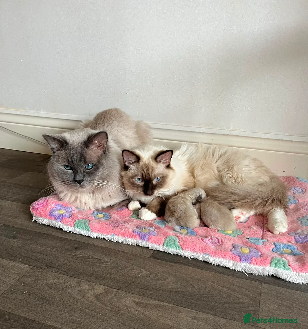 Ragdoll cats for sale: Male and female  - Advert 2