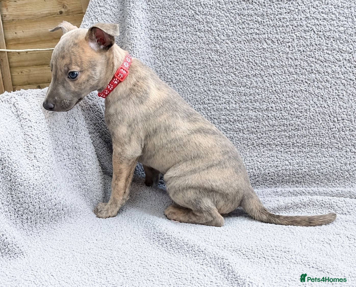 Whippet dogs KC Reg - 1 Blue Brindle boy available  - Advert 6
