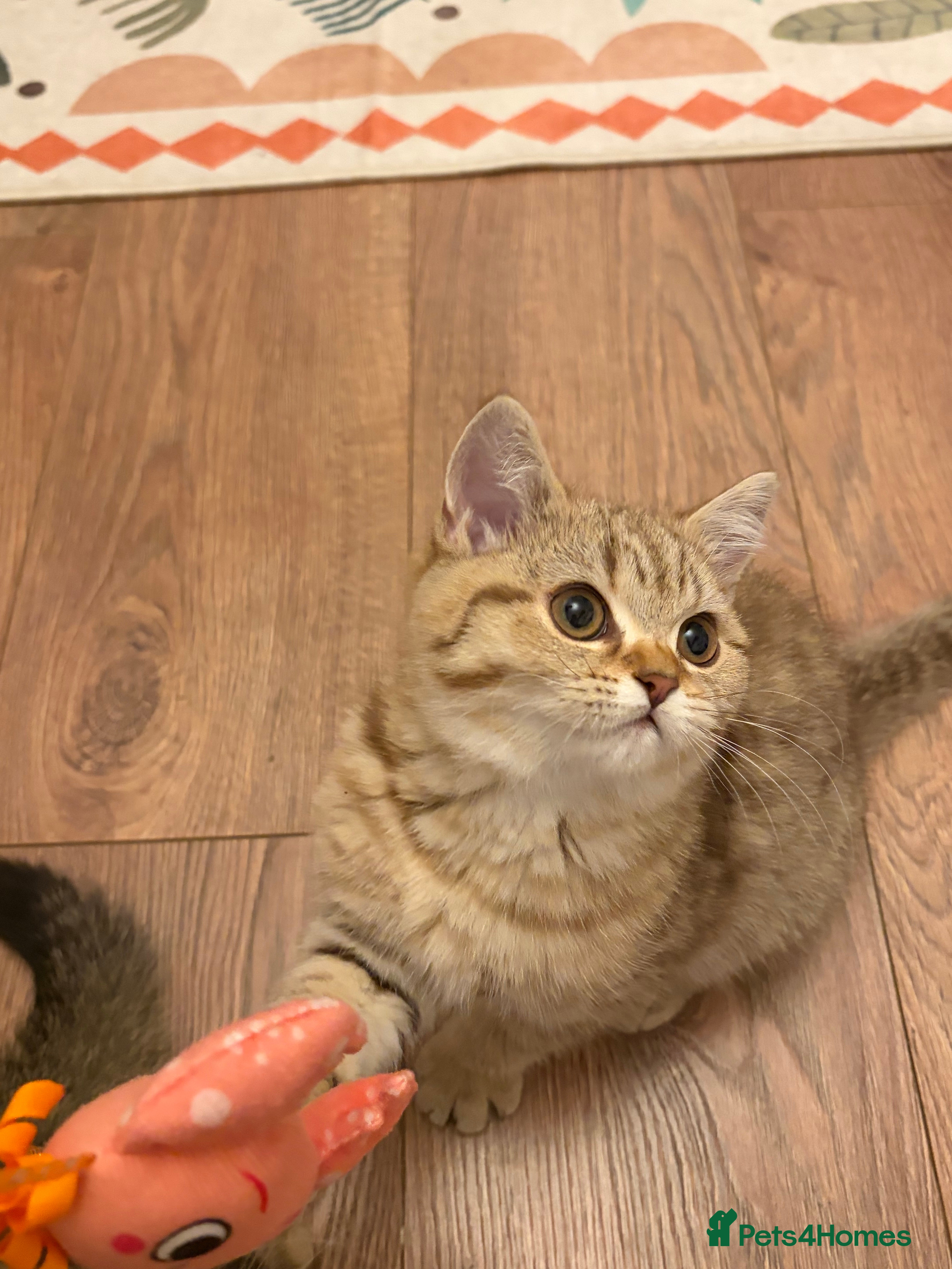 British Shorthair cats British shorthairs for sale - Advert 2