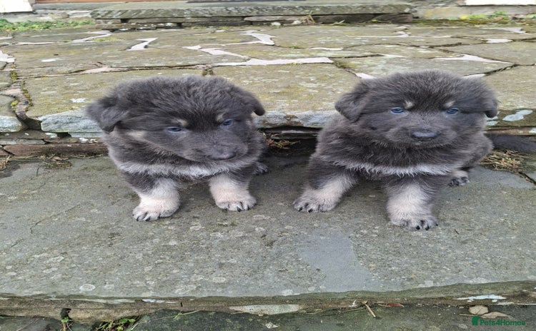 German Shepherd dogs - Advert 4