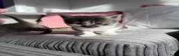 British Shorthair cats for sale: Beautiful grey kittens - Advert 15