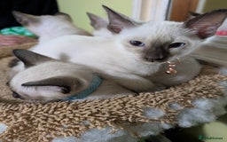 Siamese cats for sale: 2 Kittens available  - Image 4