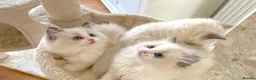 Ragdoll cats for sale: READY NOW *** INDOOR FULL PEDIGREE RAGDOLL KITTENS - Advert 18