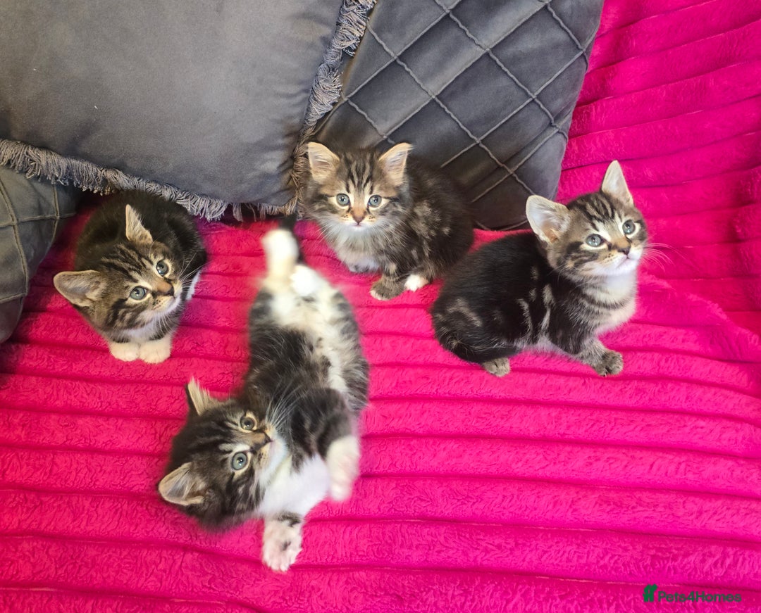 Siberian cats for sale: Adorable kittens Siberian mixt Maine Coon  - Image 5