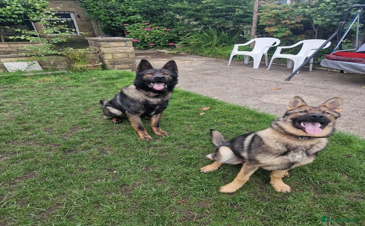 German Shepherd dogs - Advert 17
