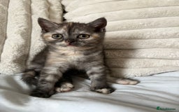 British Shorthair cats for sale: Beautiful British shorthair kittens - Image 26