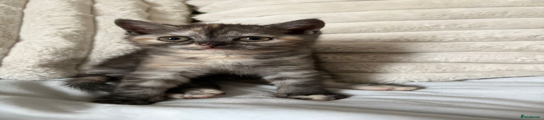 British Shorthair Kitten 6