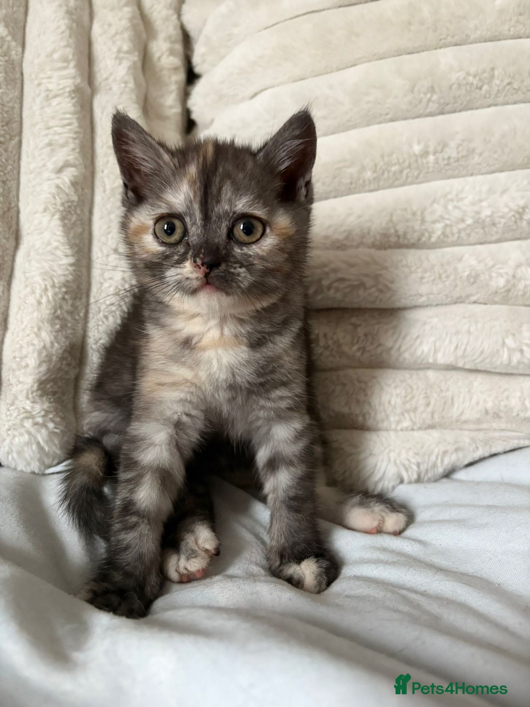 British Shorthair cats for sale: Beautiful British shorthair kittens - Image 26