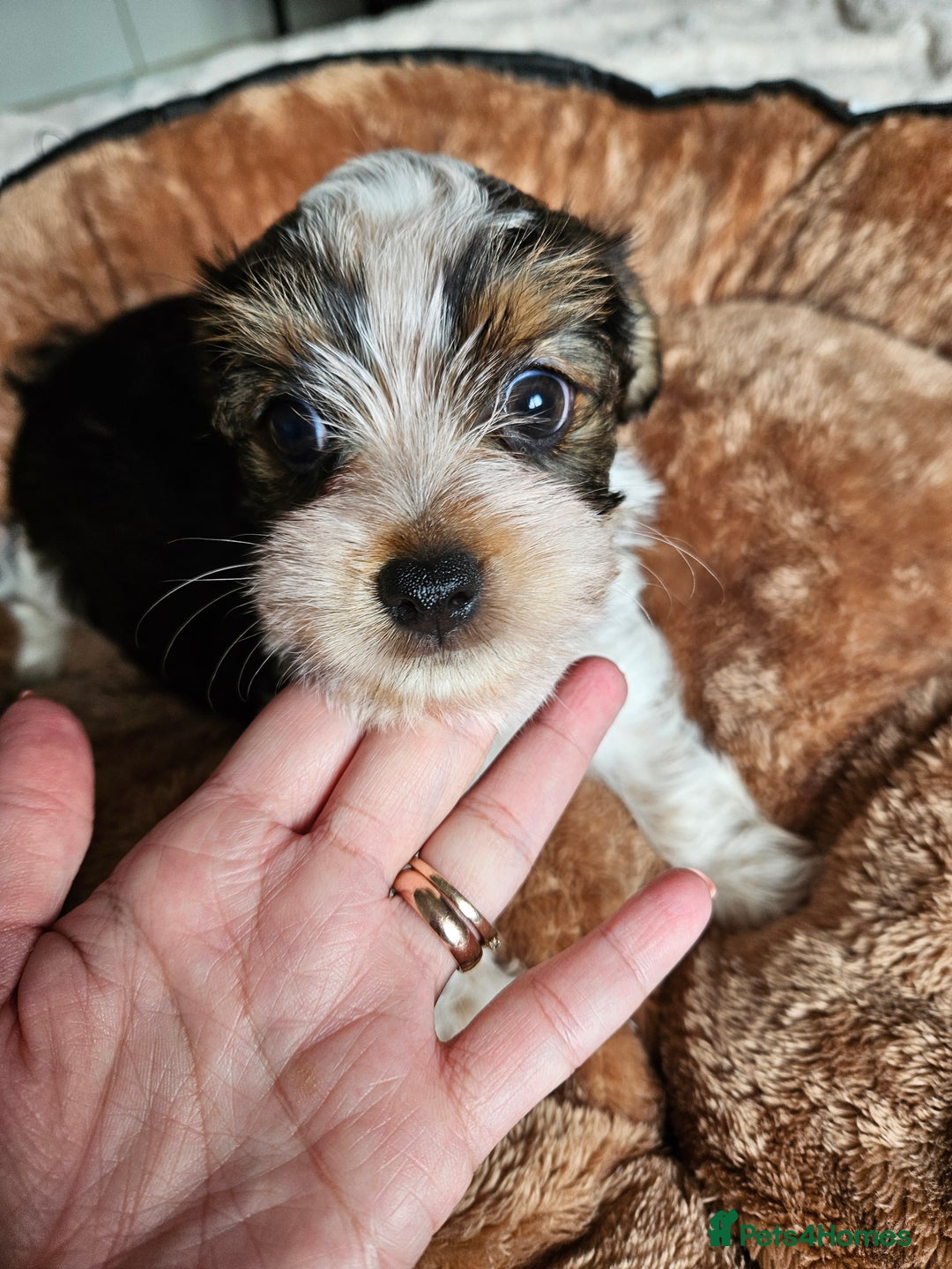 Yorkshire Terrier dogs for sale: DNA tested parents possible Dilution Yorkies - Image 28