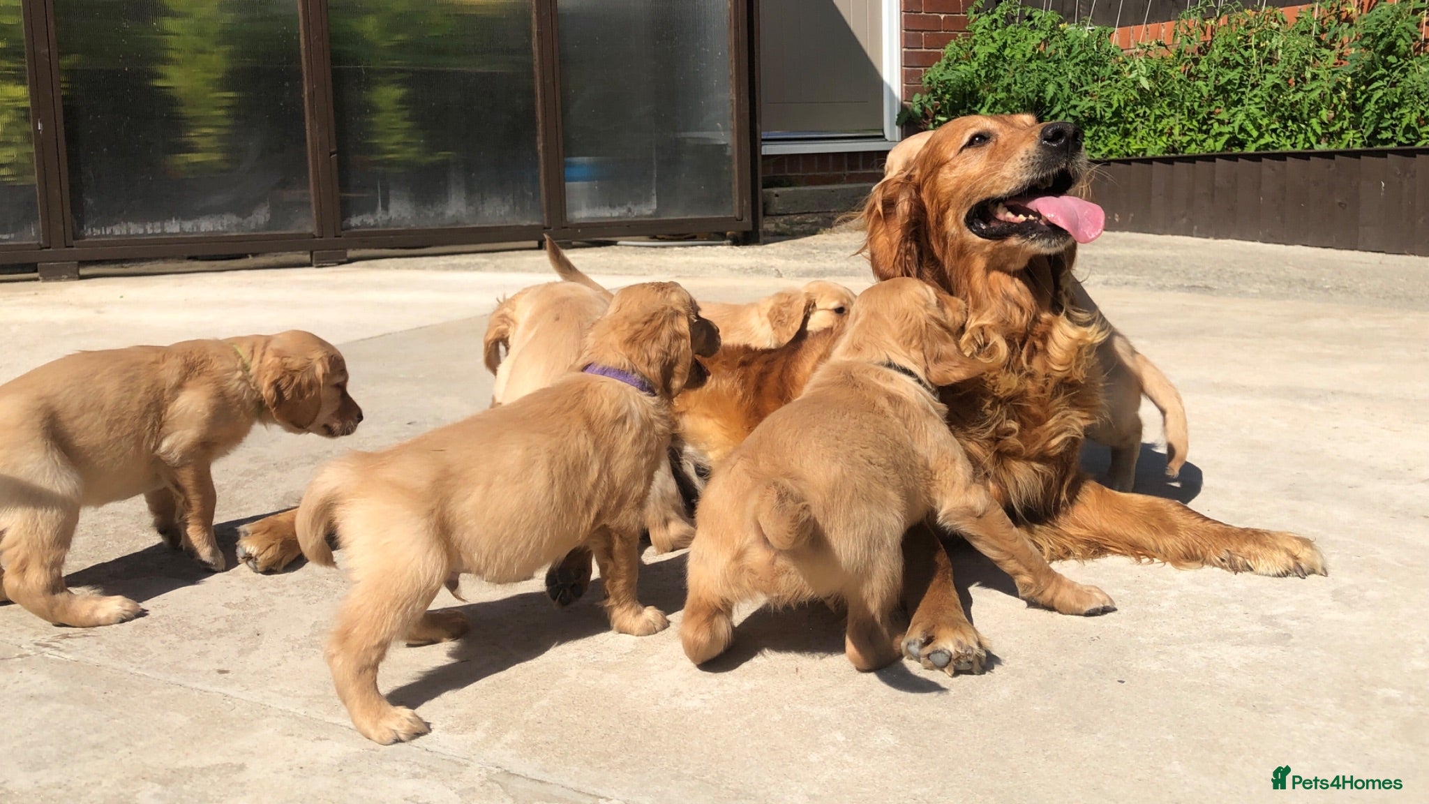 Golden Retriever dogs KC Dark Red Golden Retrievers 100% DNA Health Test - Advert 7