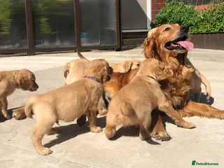 Golden Retriever dogs KC Dark Red Golden Retrievers 100% DNA Health Test - Advert 7