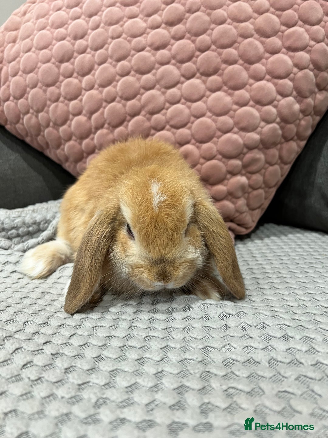 Mini Lop rabbits for sale: Beautiful mini lop rabbits for sale - Image 25