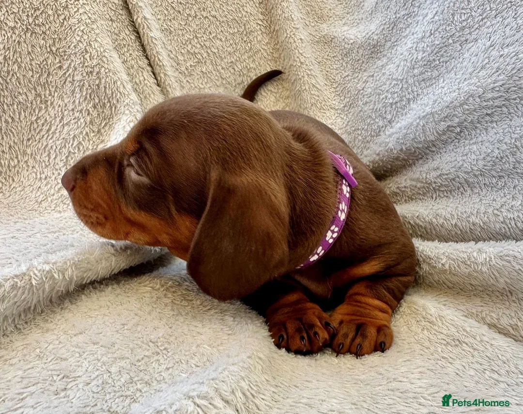 Miniature Dachshund dogs for sale: KC REG Miniature Smooth Short Haired Dachshunds - Advert 10