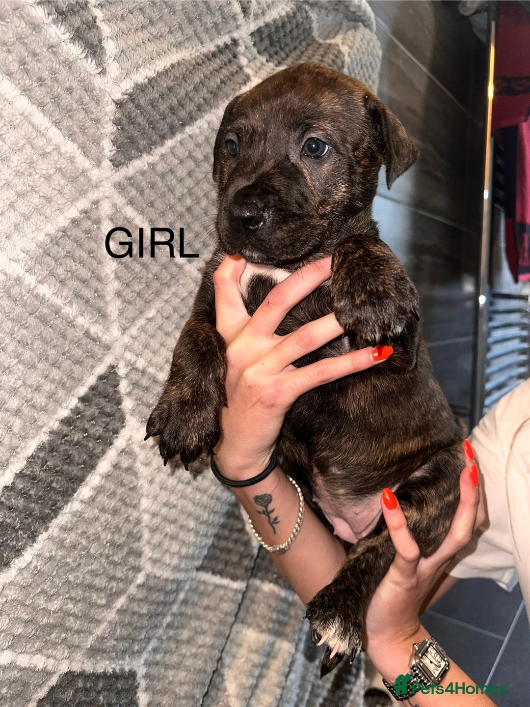 Mixed Breed dogs for sale: American bulldog X staffy 🏡 - Image 20