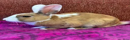 New Zealand rabbits for sale: Stunning house bunny with vaccinations  - Advert 4