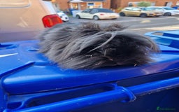 Lionhead rabbits for sale: Adult female rabbits  - Image 1