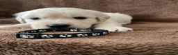 Golden Retriever dogs for sale: 7 Beautiful Golden retriever puppies  - Advert 32