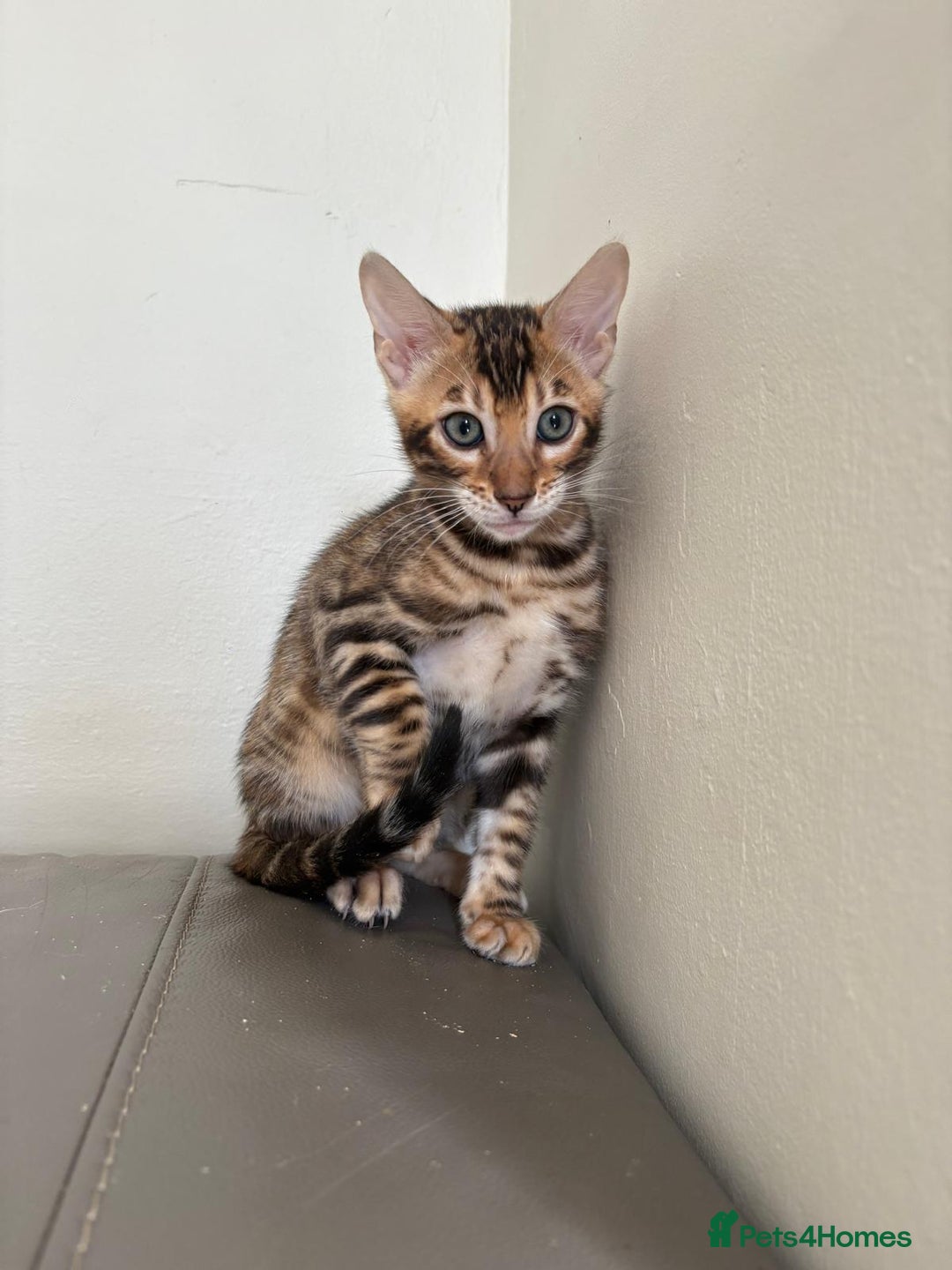 Bengal cats for sale: Pure bred bengal kittens - Image 6