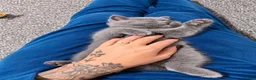 British Shorthair cats for sale: Beautiful British Shorthair Kittens - Advert 5