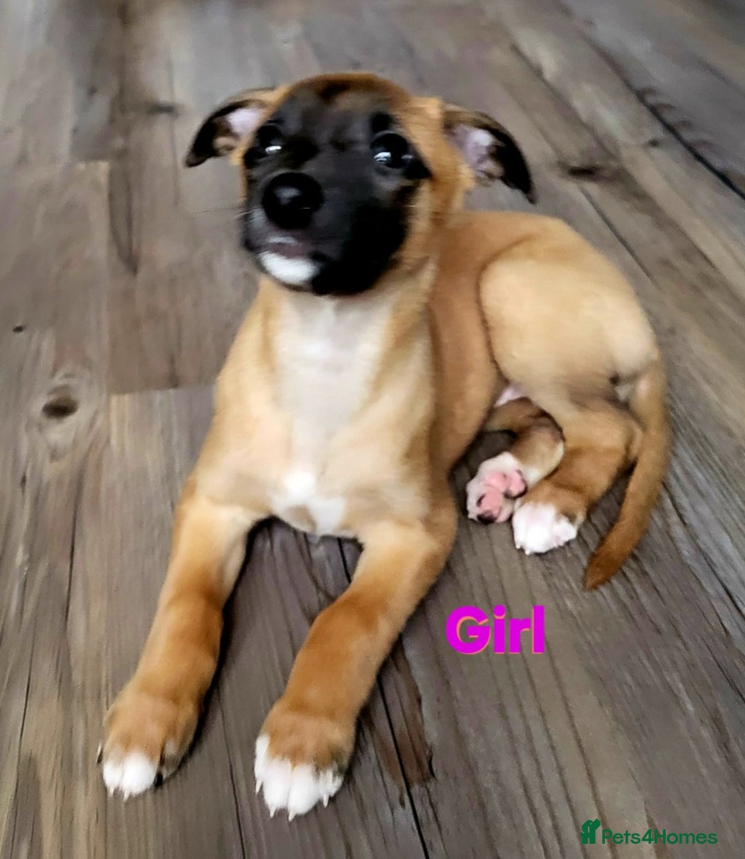 Whippet dogs for sale: These Adorable pups are needing a forever home. - Advert 8