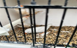 Finches birds for sale: Star zebra finch bengalese and canaries  - Image 11
