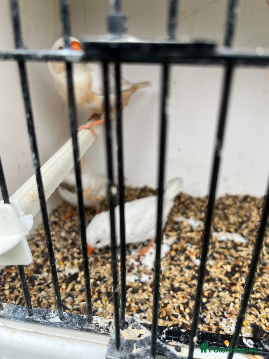 Finches birds for sale: Star zebra finch bengalese and canaries  - Image 11