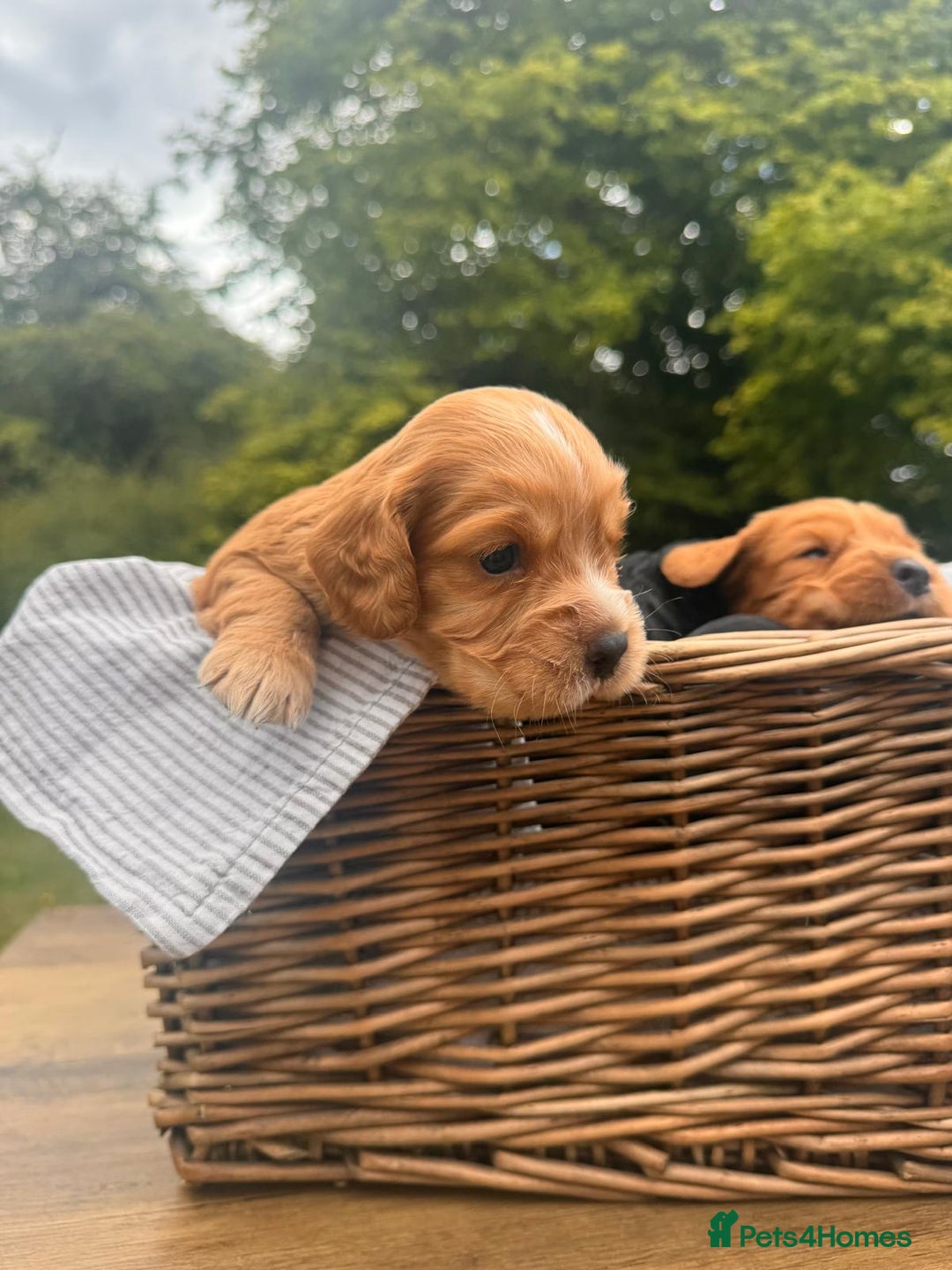 Cocker Spaniel dogs for sale: Working Cocker Spaniel Puppies  - Image 4