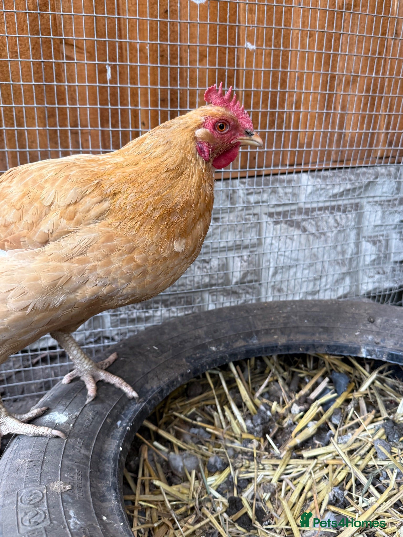 Chickens poultry Laying hens  - Advert 7