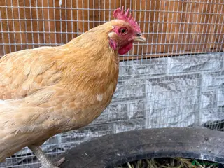 Chickens poultry Laying hens - Advert 7