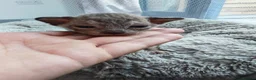 Mixed Breed cats for sale: Beautiful Sphynx x ragdoll kittens  - Advert 31