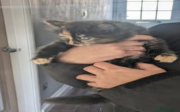 Mixed Breed cats for sale: Beautiful kittens - Image 3