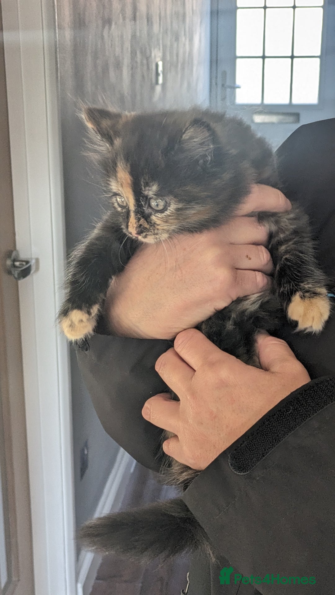 Mixed Breed cats for sale: Beautiful kittens - Image 3